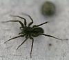 wolf spider_Shore Spider_Pardosa milvina.jpg